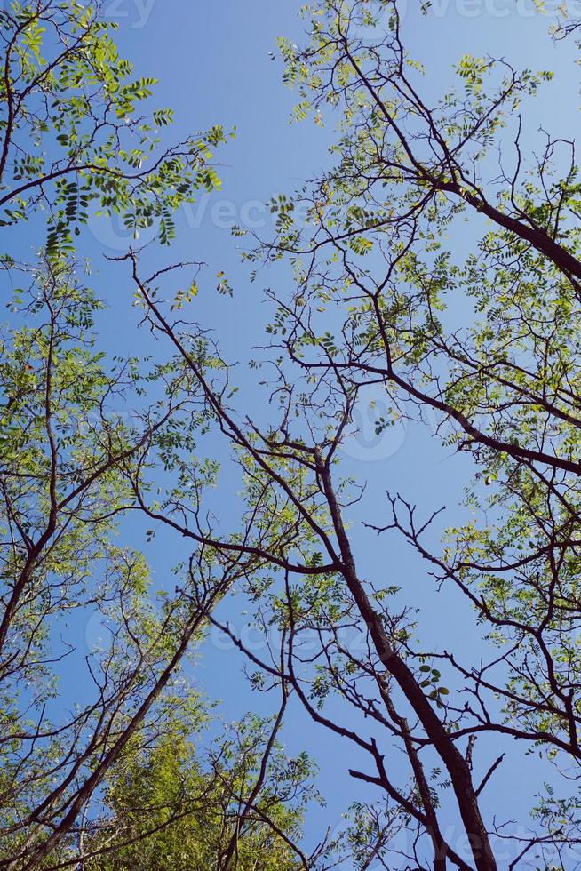 Äste und blauer Himmel foto