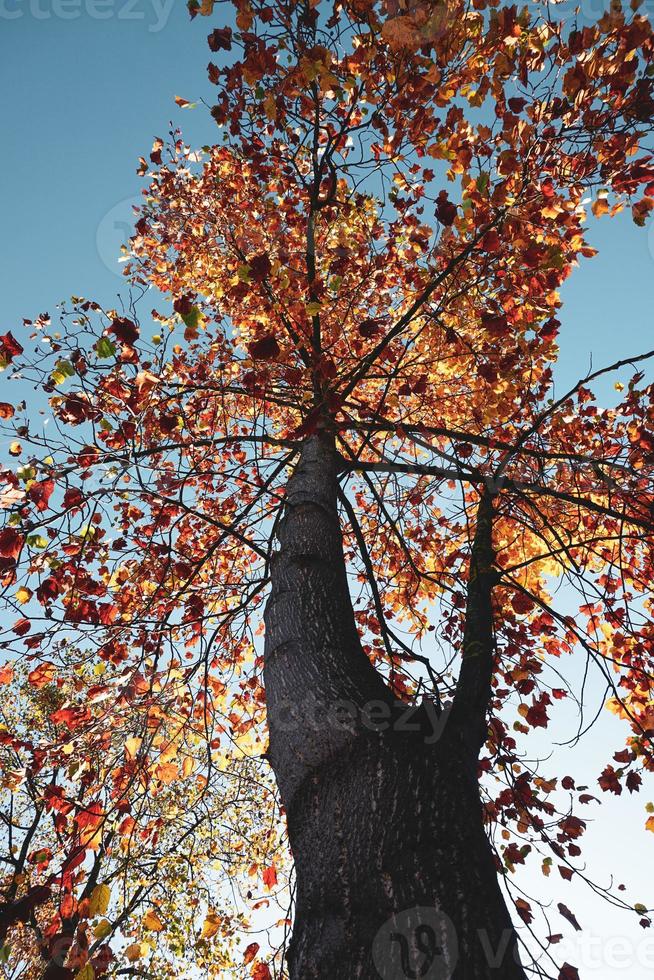 Bäume mit braunen Blättern in der Herbstsaison foto