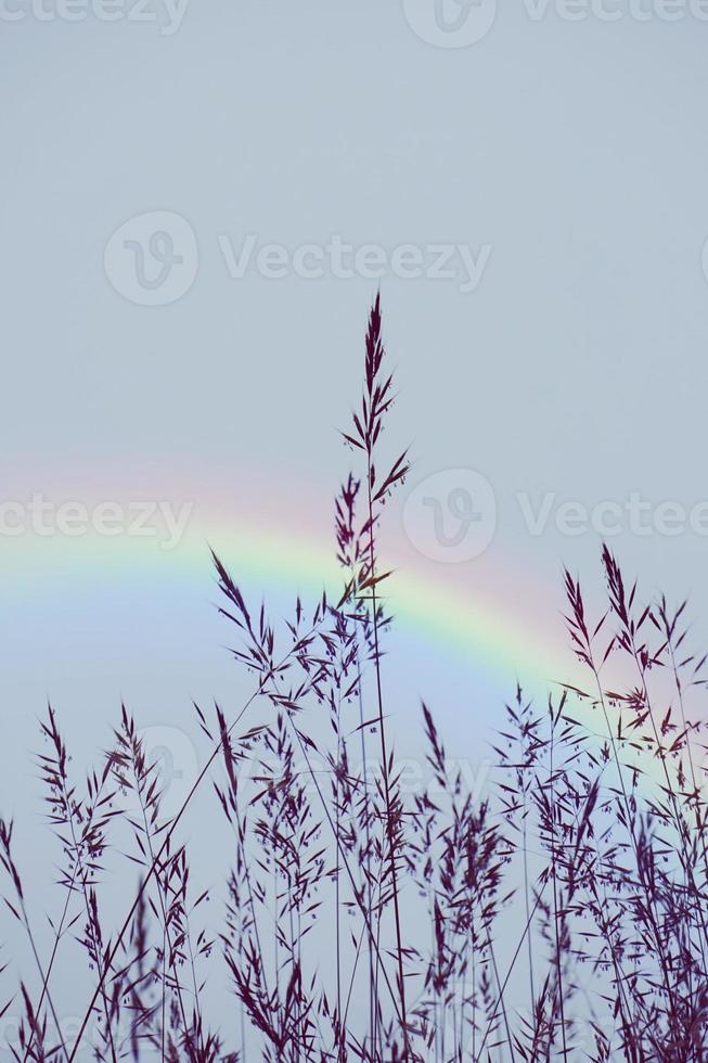 Regenbogen auf der Silhouette der Blumenpflanzen foto