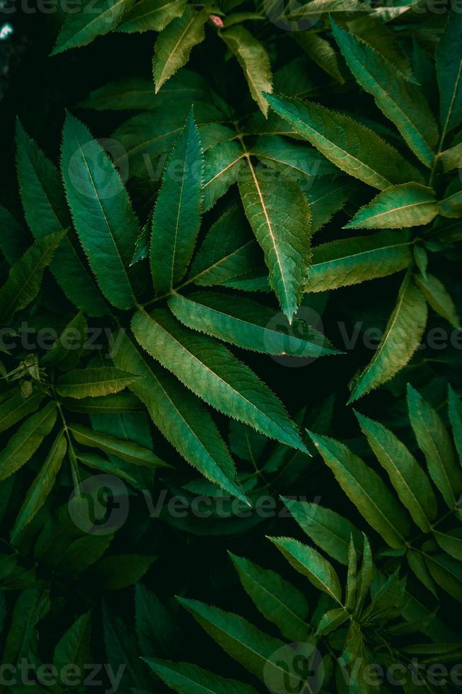 Grüne Pflanze verlässt strukturierten Hintergrund foto
