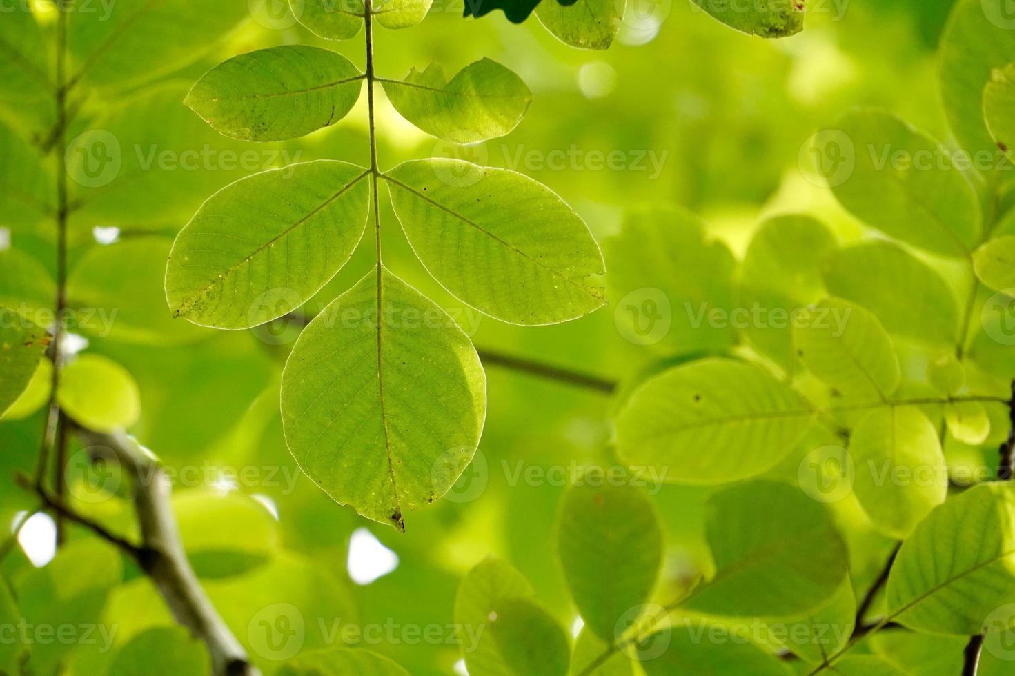 grüner Baum verlässt im Frühling foto