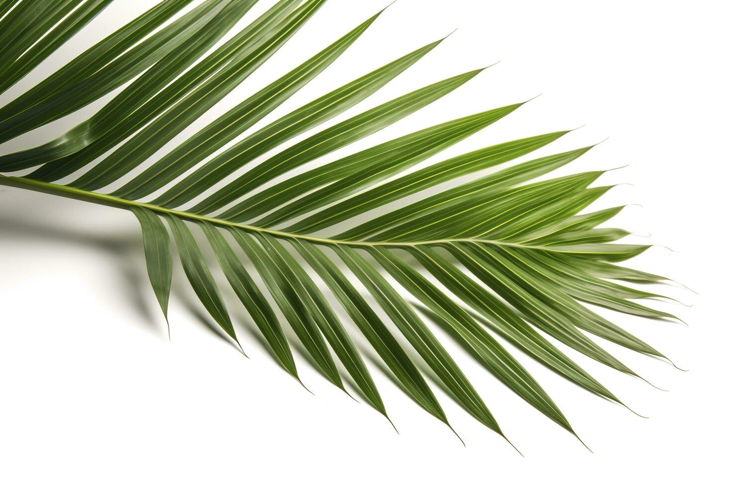 natürlich Palme Baum Blatt isoliert auf Weiß Hintergrund , generieren ai foto