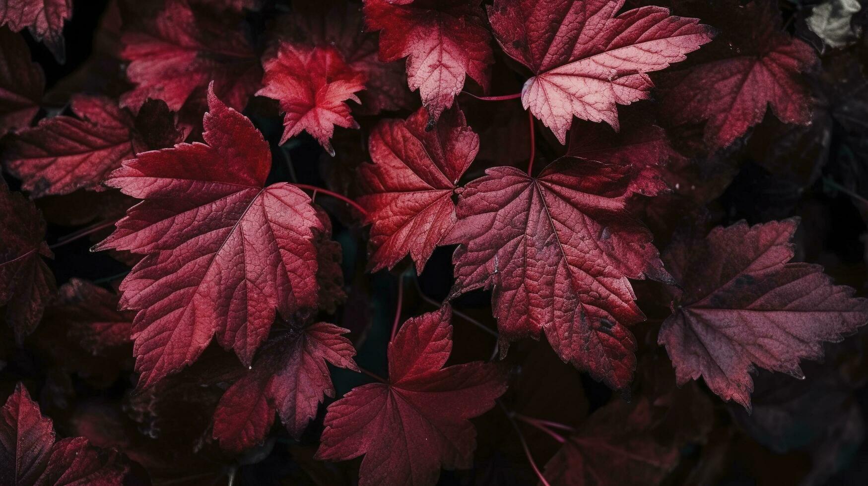 Wein rot Herbst Blätter Textur, fallen Natur Hintergrund, generieren ai foto