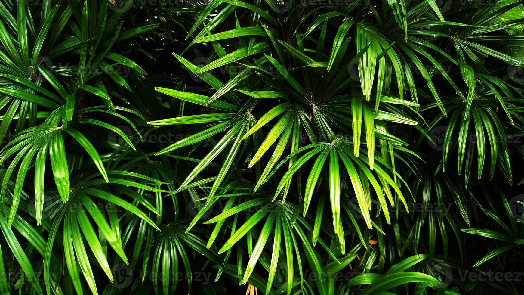 tropisches grünes Blatt foto