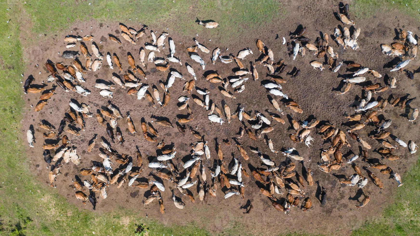 Luftaufnahme der Kühe vom Drohnenflug über die Weide in der Landschaft foto