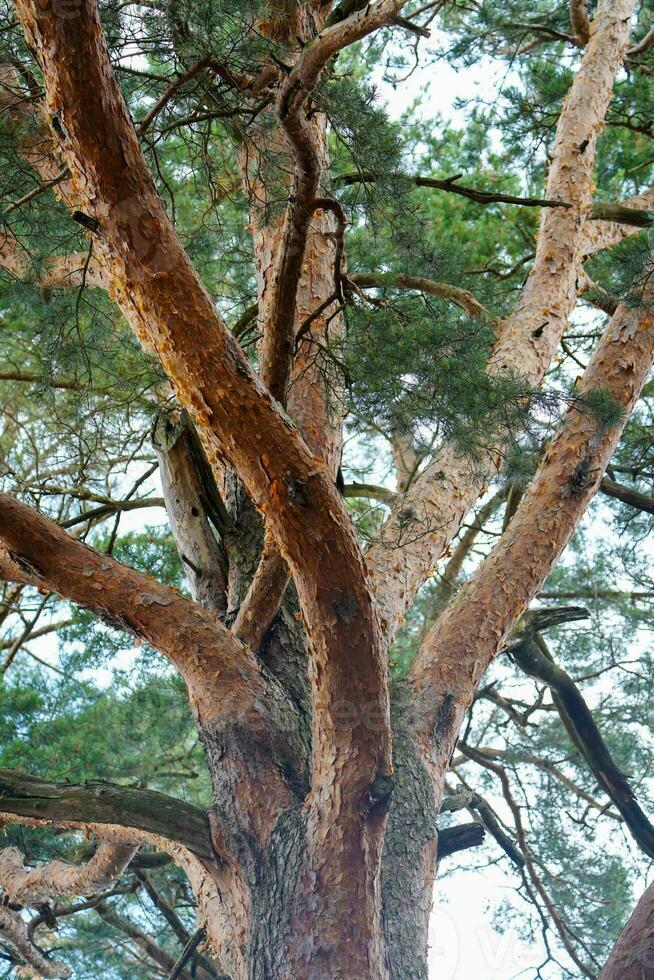 Baum im das Wald. hoch Baum im das Park. foto