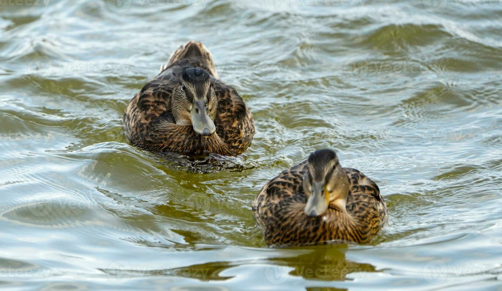 wild Enten Schwimmen im das See. braun Enten. Ente im das Wasser. foto