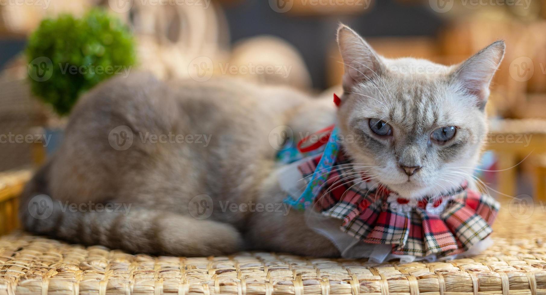 Katzenportrait auf dem Tisch zu Hause foto