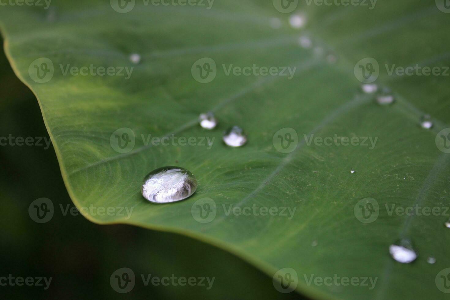 Regen Wasser fallen auf das Grün Blatt. foto