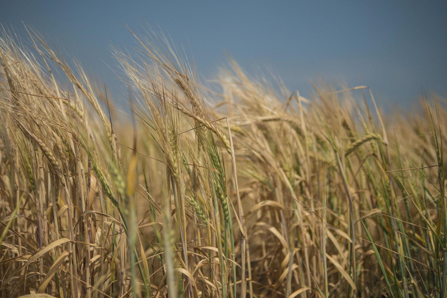 Roggenfeld Weizentapete foto