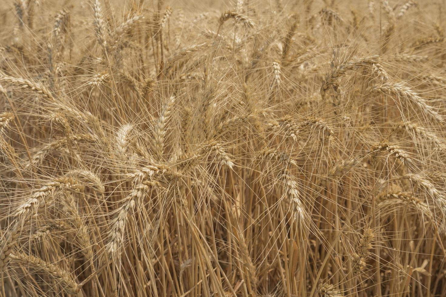 Roggenfeld Weizenfeld mit der Sonnentapete foto