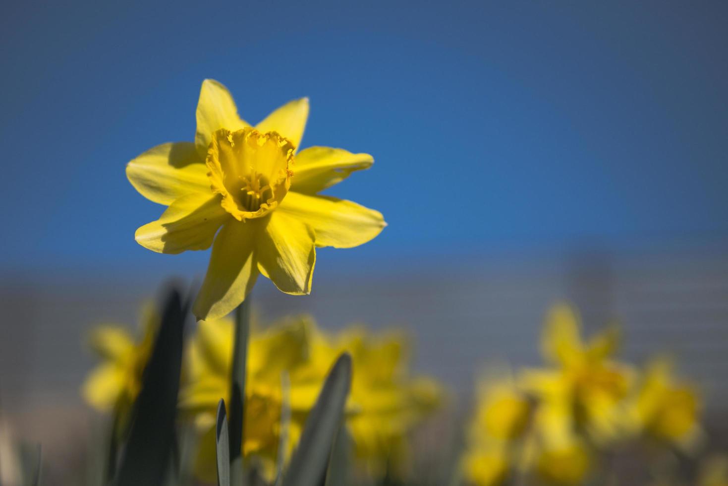 seltsame achtblättrige Narzisse gelbe Narzisse vor blauem Himmel foto