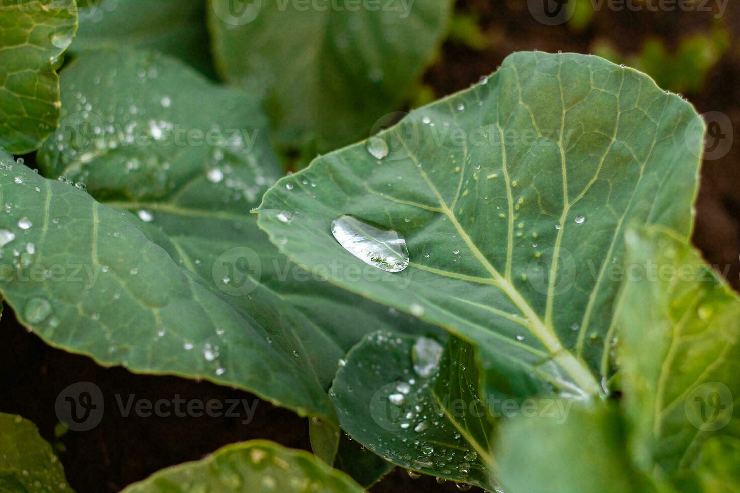 groß Grün Blätter mit Tropfen von transparent Regen Wasser Nahansicht. schön Textur von Blätter im Natur. natürlich Hintergrund. foto