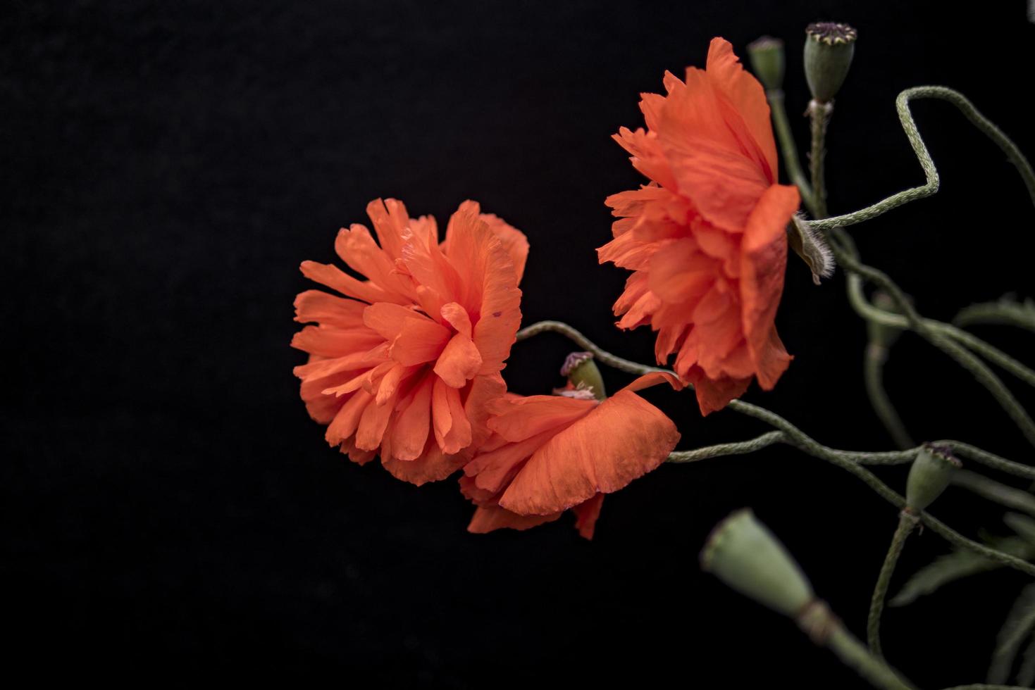 scharlachrote Mohnblumen auf einer schwarzen Hintergrundtapete foto