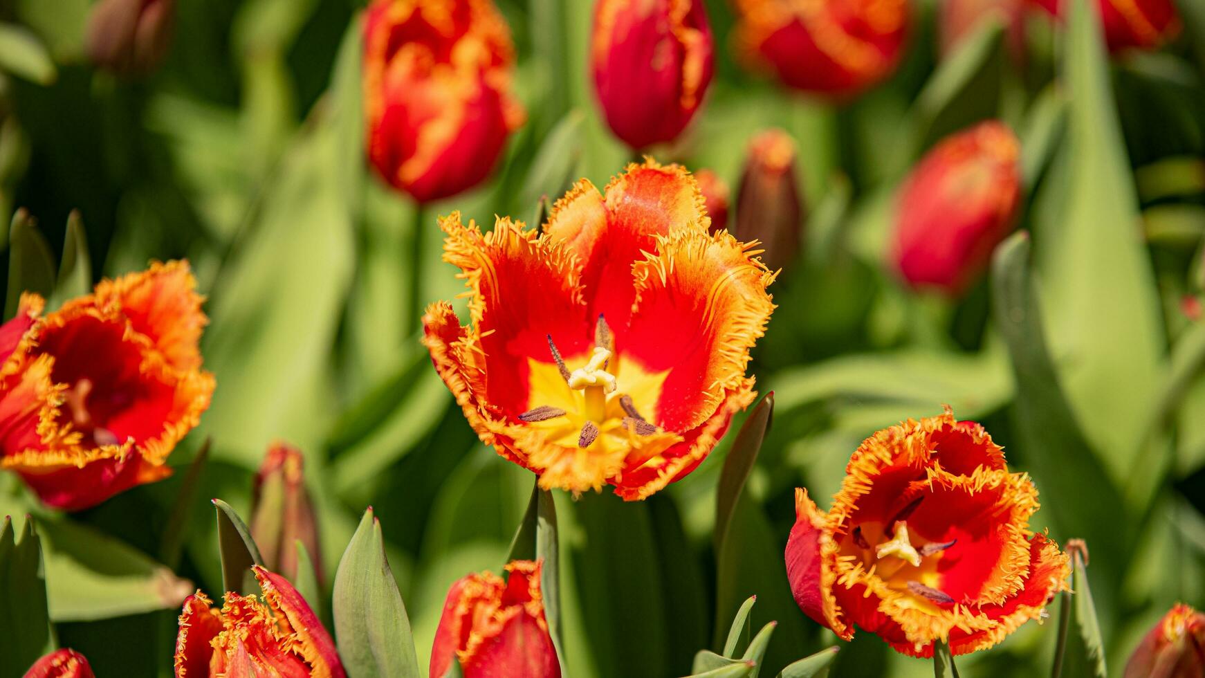 Blüten im blühen ein atemberaubend Vitrine von Park Garten Blumen foto