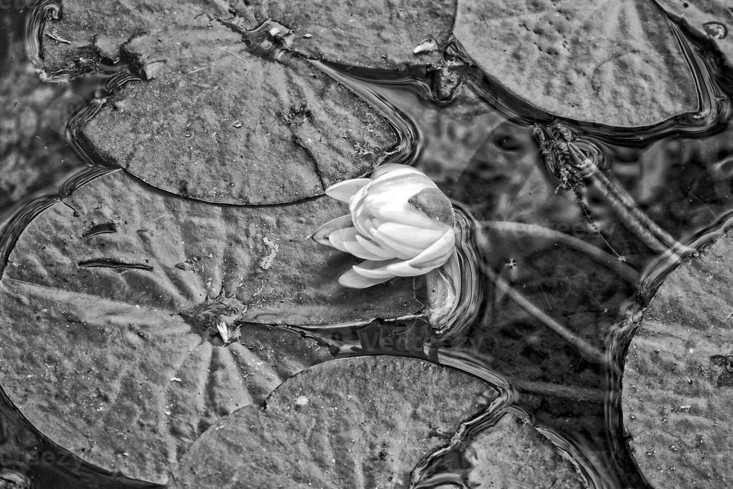 Weiß Blumen Wasser Lilien wachsend unter Grün Blätter im ein Garten Teich foto