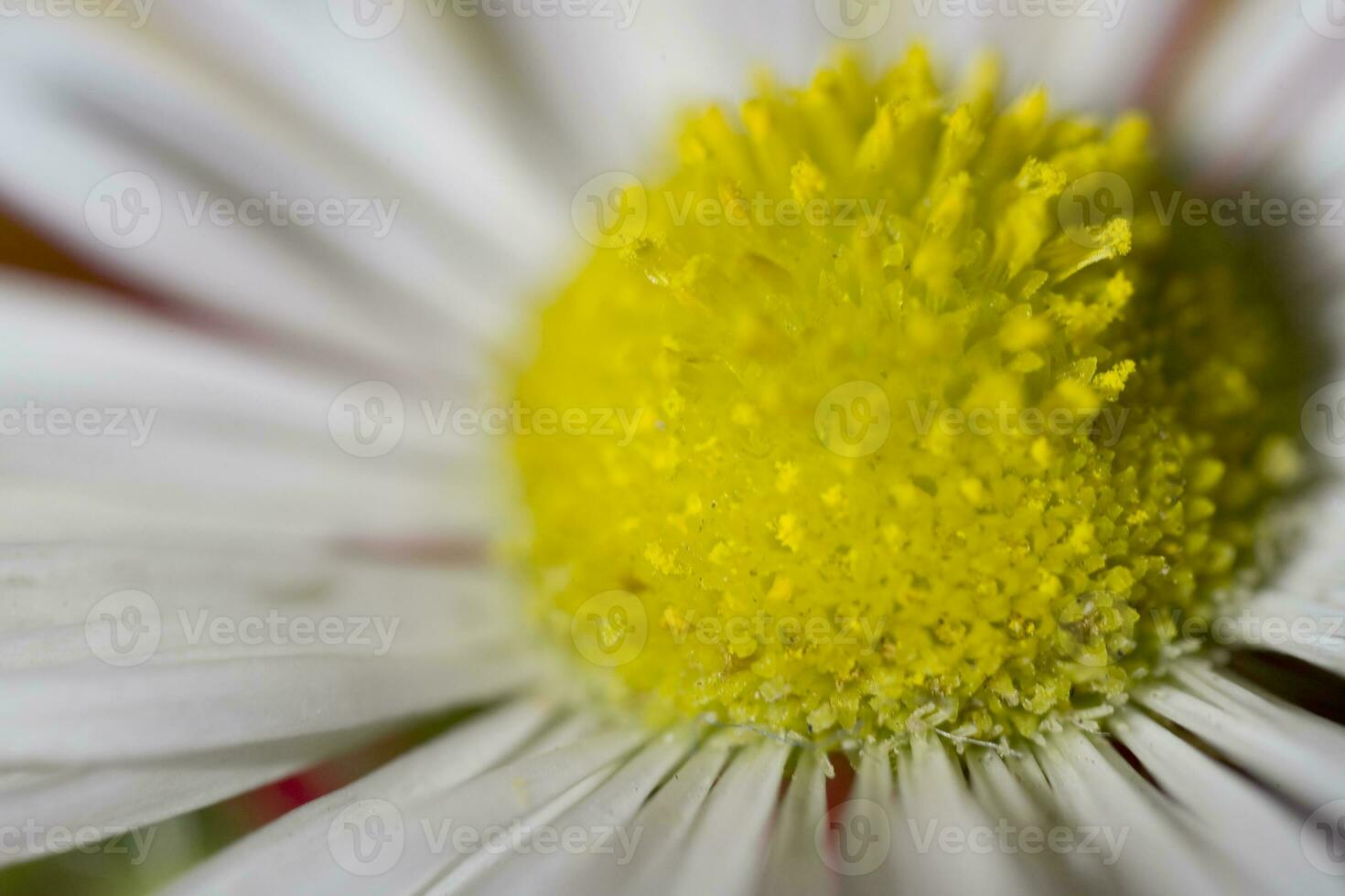 bunt zart Herbst Blumen im ein groß Nahansicht im das warm Sonnenschein foto