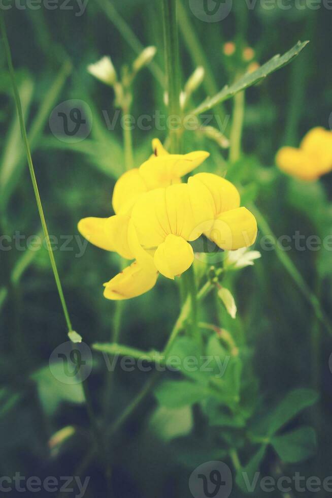 Gelb Blumen Feld wachsend im das natürlich Umgebung auf das Wiese im Sommer- Tag foto