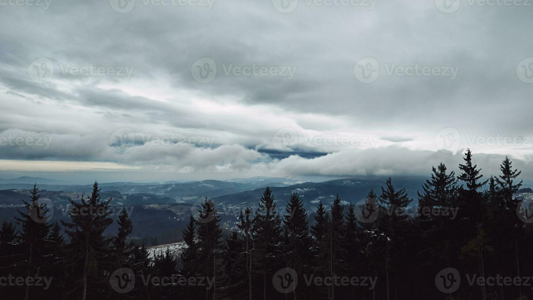 Kiefer Baum Wald Silhouette mit Nebel foto