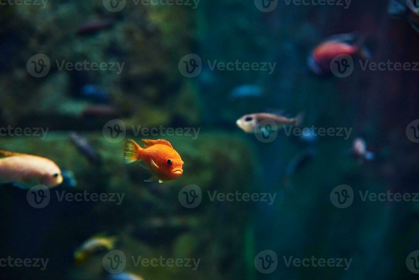 Meeresfische im tiefen Aquarium, Meereslebewesen foto