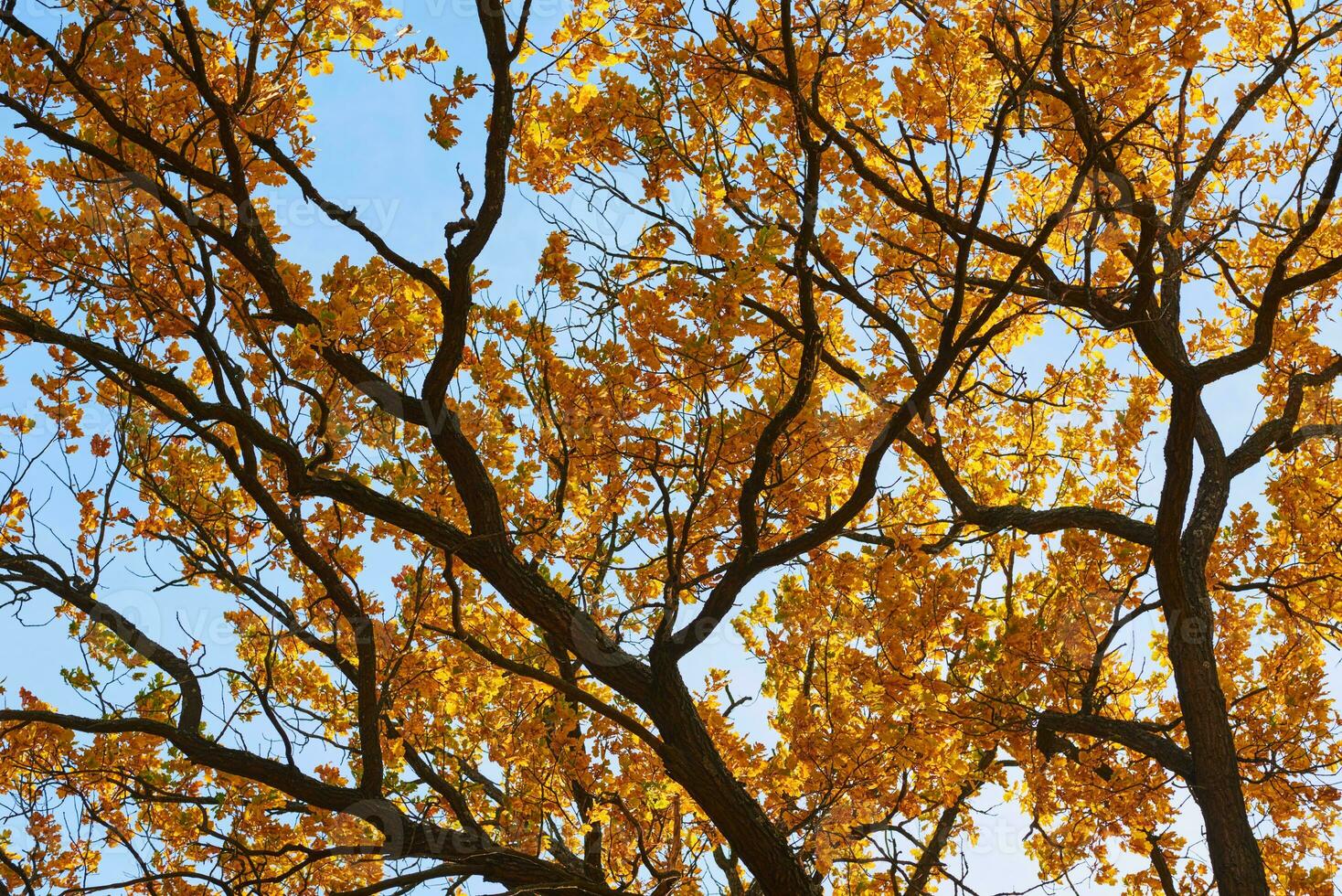 Herbst Baum mit ein golden Blätter gegen Blau Himmel foto