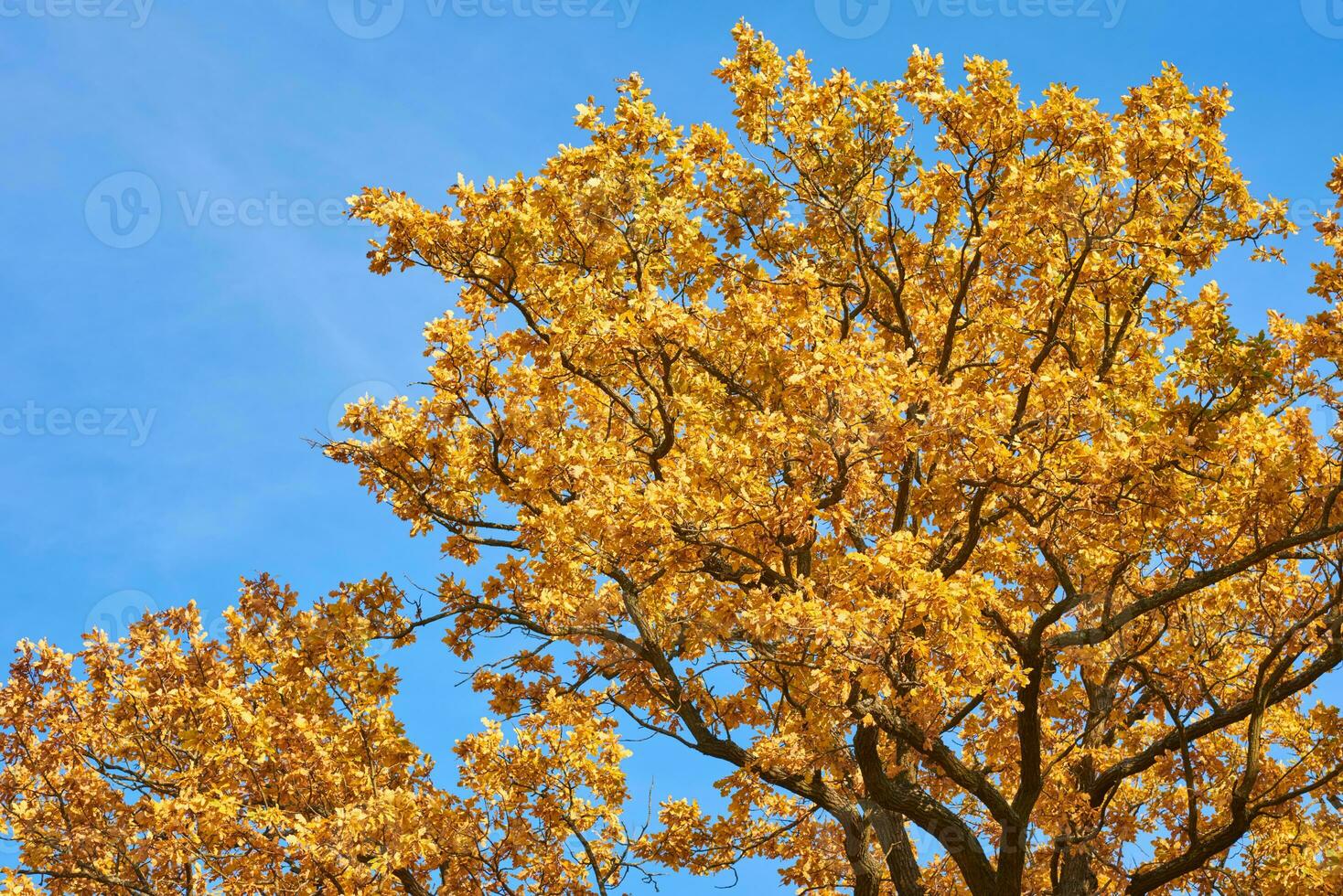 Herbst Baum mit ein golden Blätter gegen Blau Himmel foto