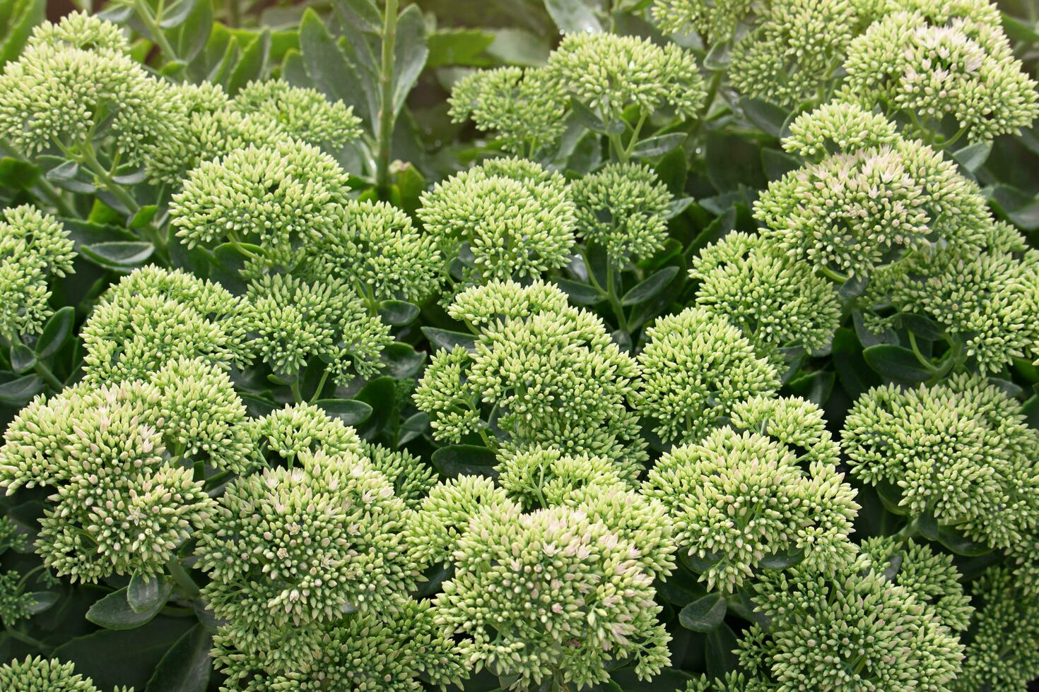 Grün Blumen von Sedum im Garten. Frühling oder Sommer- Botanik Hintergrund. sonnig Tag. einfarbig foto