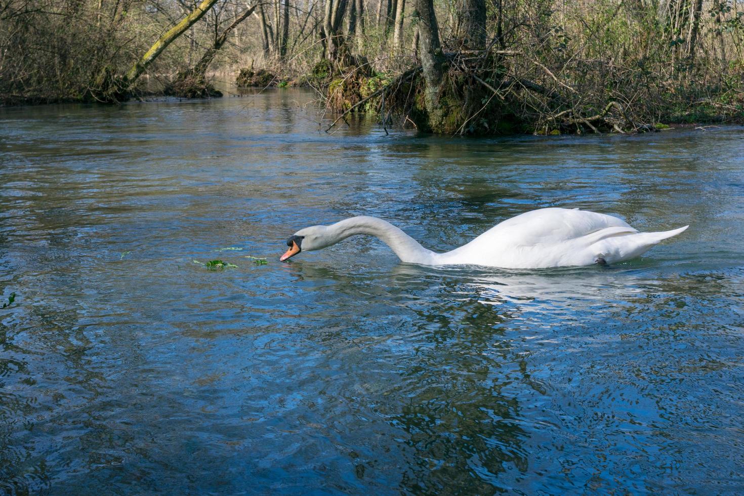 weißer Schwan, der auf dem See im Park schwimmt foto