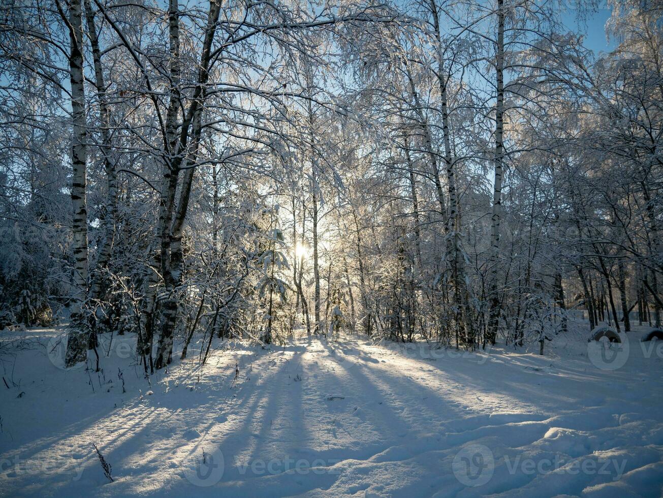 Winter im das Park. Winter Landschaft. das Schnee auf das Geäst von Bäume. das Straße Das geht in das Entfernung foto