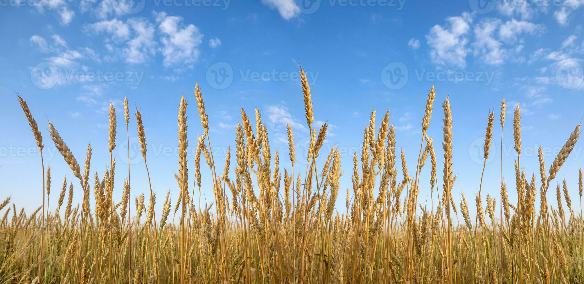 reife Ähren gegen den blauen Himmel. Weizenfeld während der Erntezeit. gewählte Schärfe foto