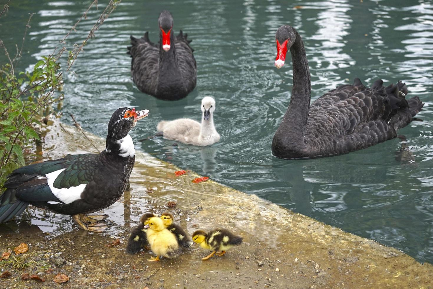 eine Ente mit kleinen Entenküken und Schwäne mit einem Babyvogel foto