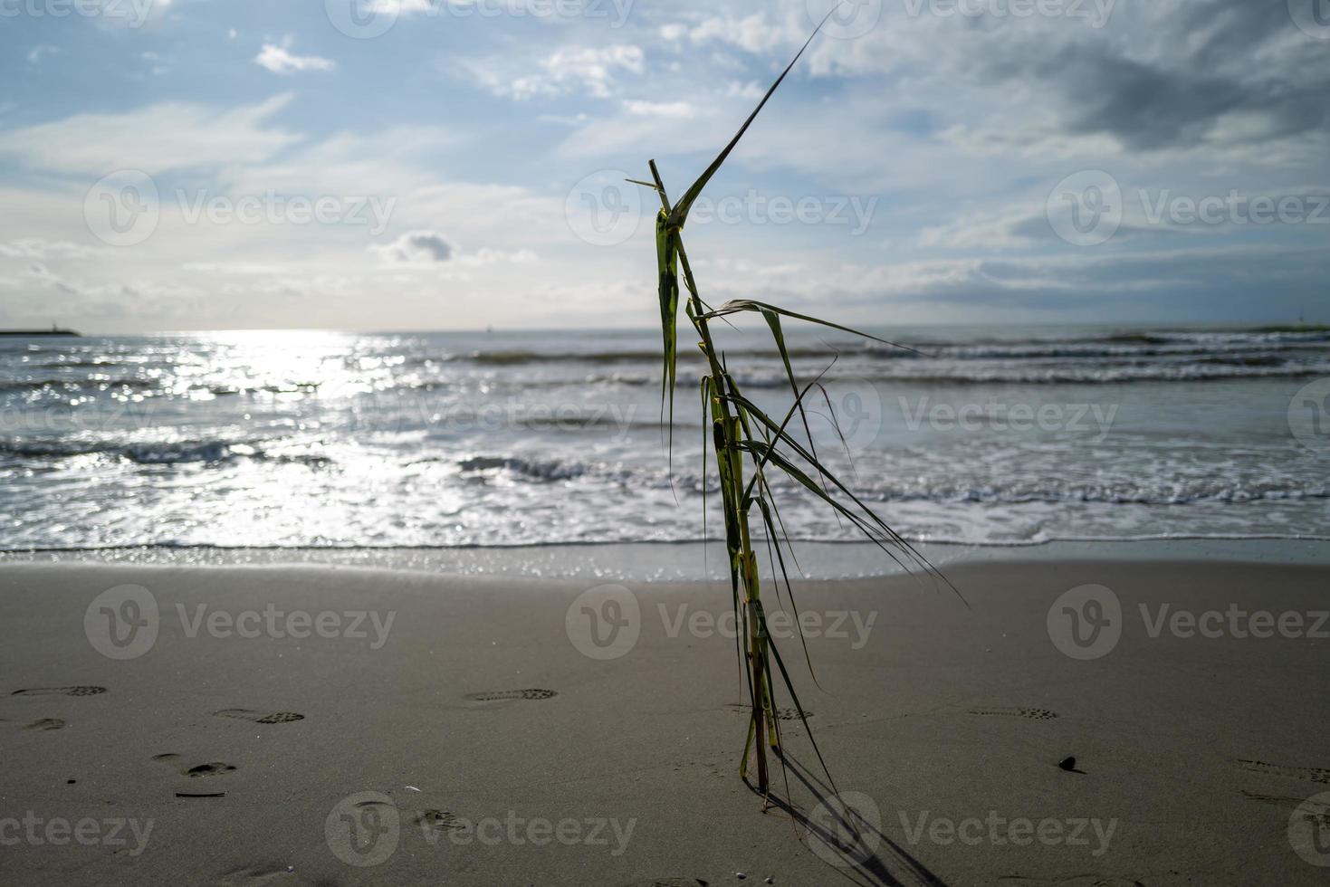 ein blick über die küste von viareggio foto