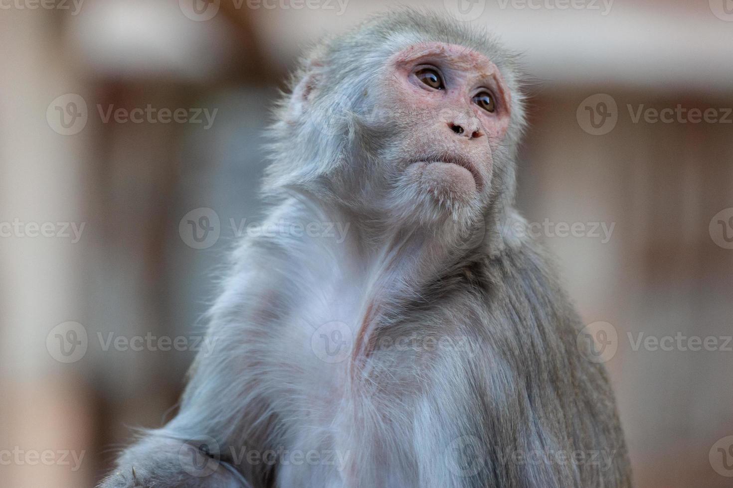 Rhesus-Makaken im Hanuman-Tempel in Jaipur, Rajasthan, Indien foto