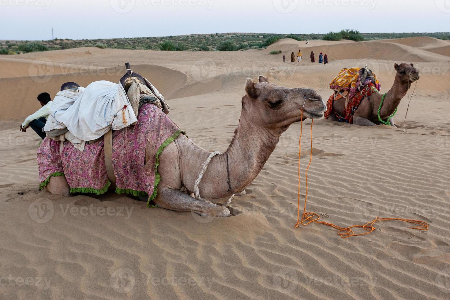 Kamele in der Wüste bei Jaisalmer, Rajasthan, Indien foto