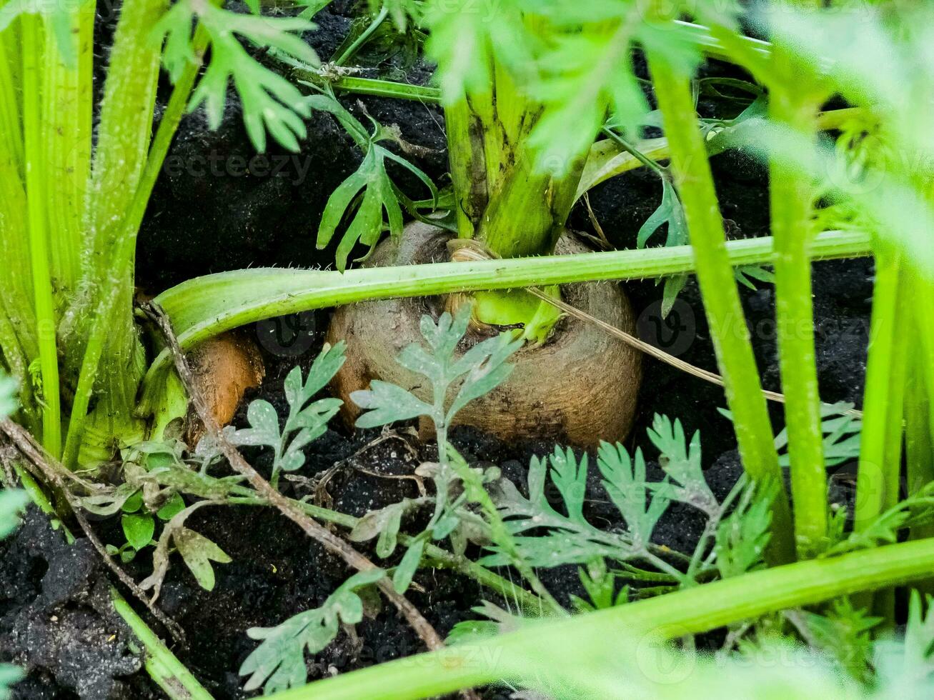 frisch Möhren wachsend im Karotte Feld. Gemüse wächst im das Garten im das Boden. Möhren auf Garten Boden. Ernte. Landwirtschaft. foto