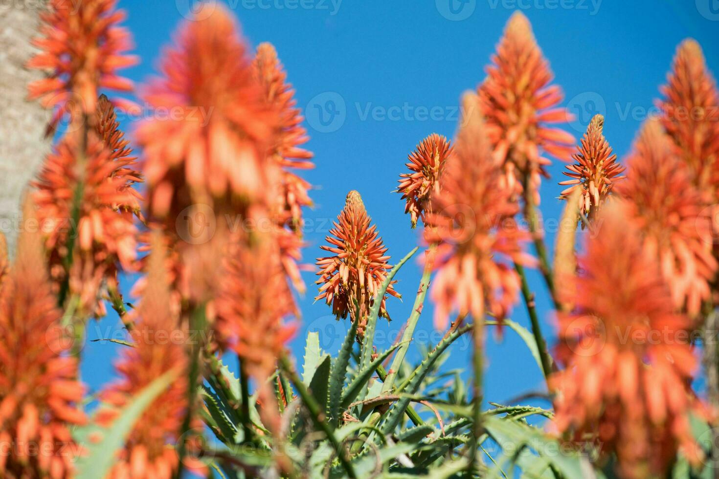 ein Garten von Kaktus Blumen Bokeh Bild konzentriert auf Finale Blume foto