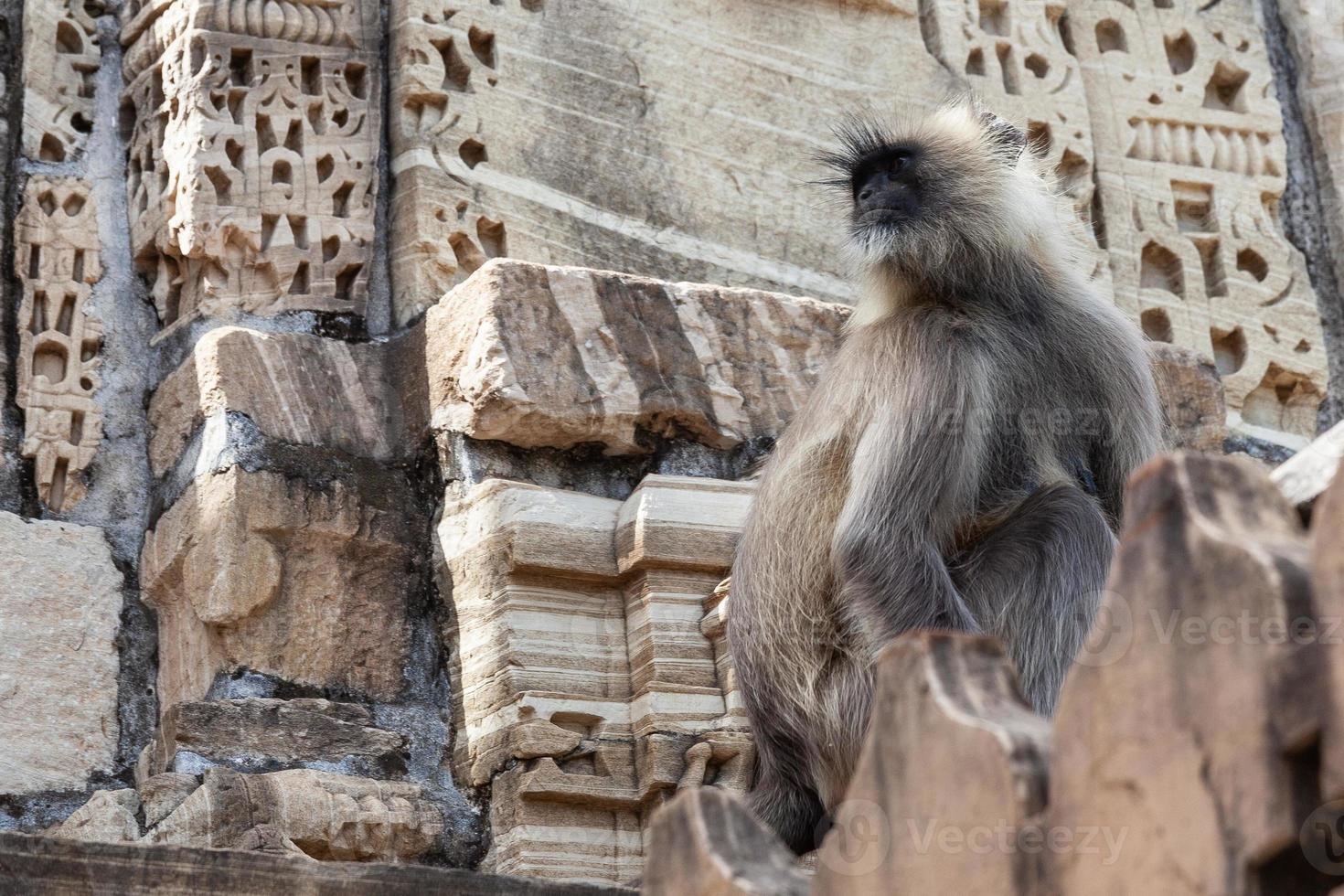 grauer Langur der nördlichen Ebene im Kumhshyam-Tempel, Chittorgarh, Rajasthan, Indien foto