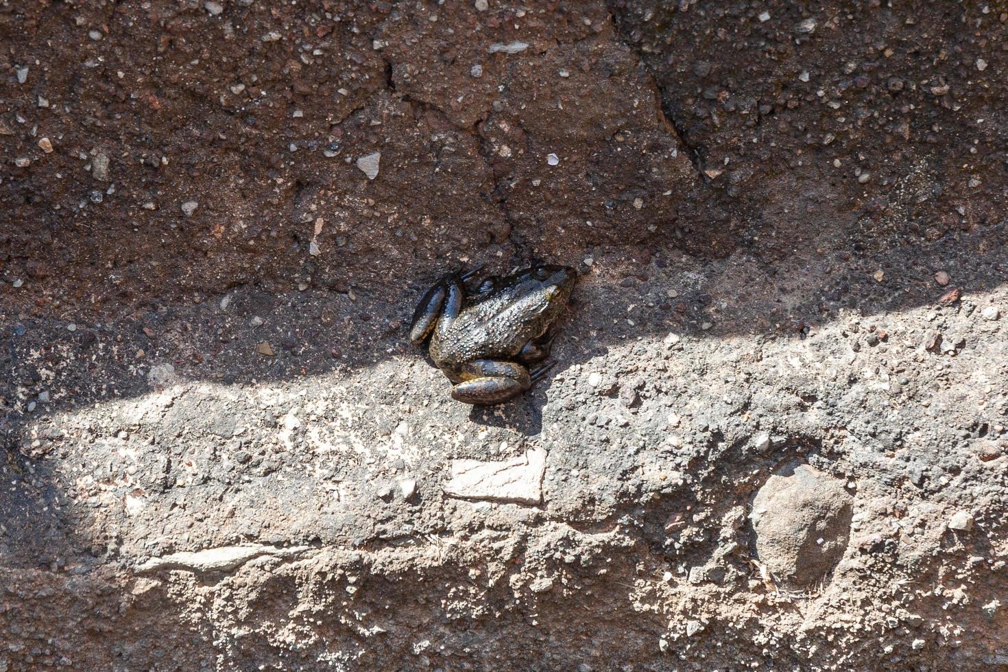 Frosch im Brunnen, Chittorgarh, Rajasthan, Indien foto