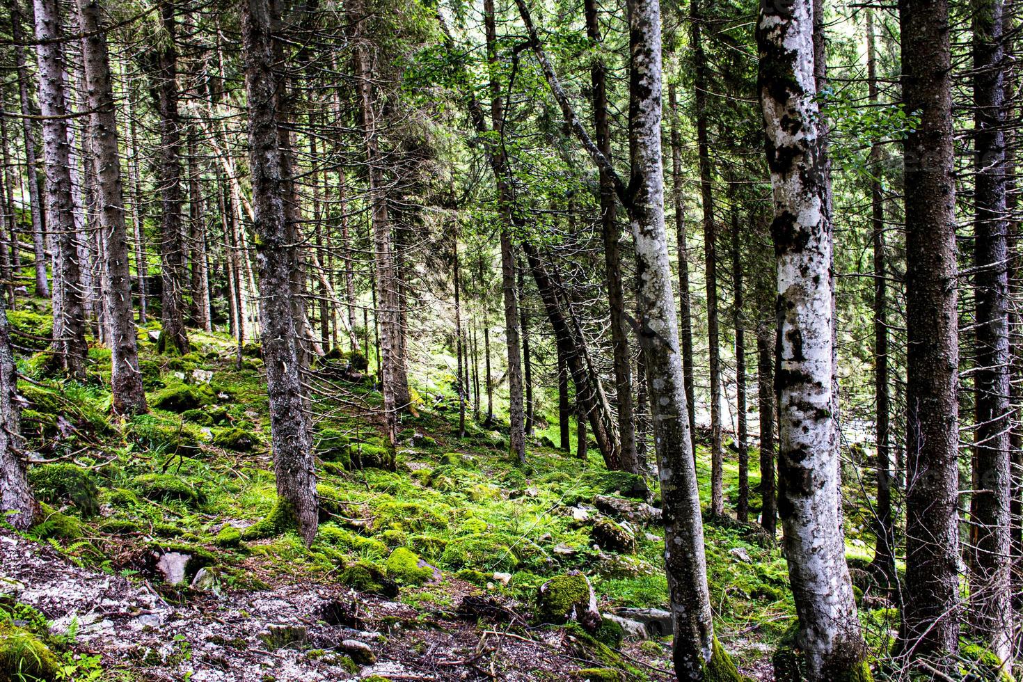 Kiefernwald während des Tages foto