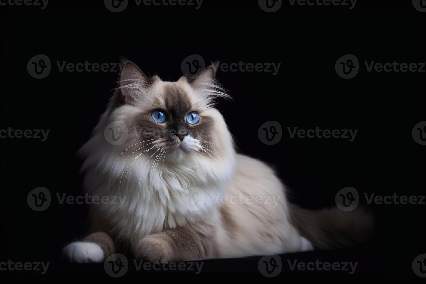 Porträt von ein schön Ragdoll Katze mit Blau Augen auf ein schwarz Hintergrund. generativ ai foto