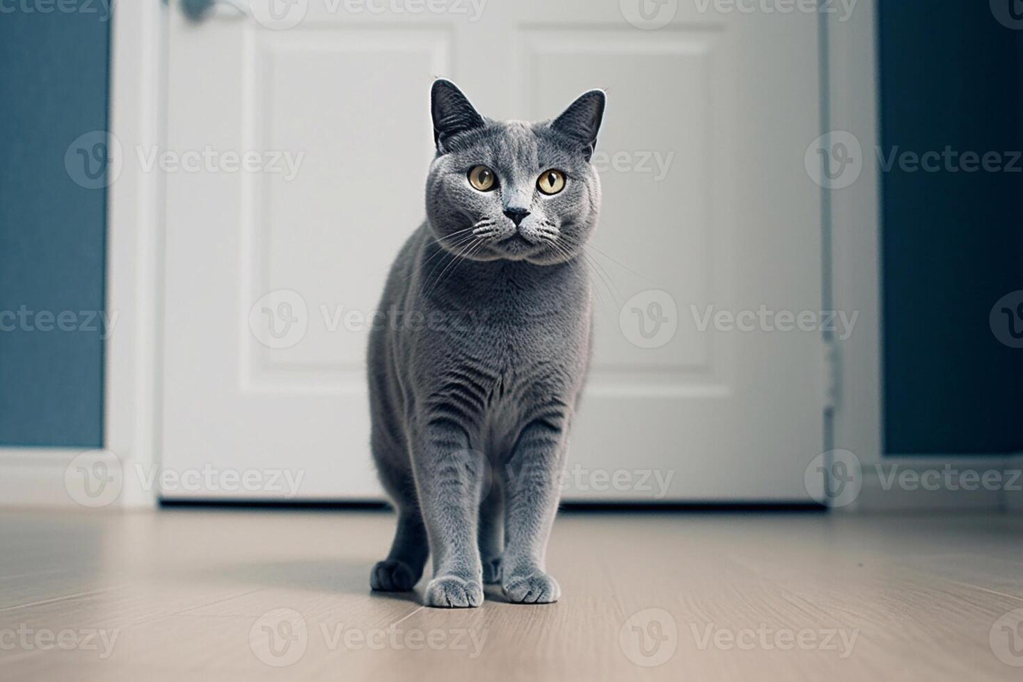 schön britisch kurzes Haar Katze Stehen auf Fußboden beim Zuhause foto