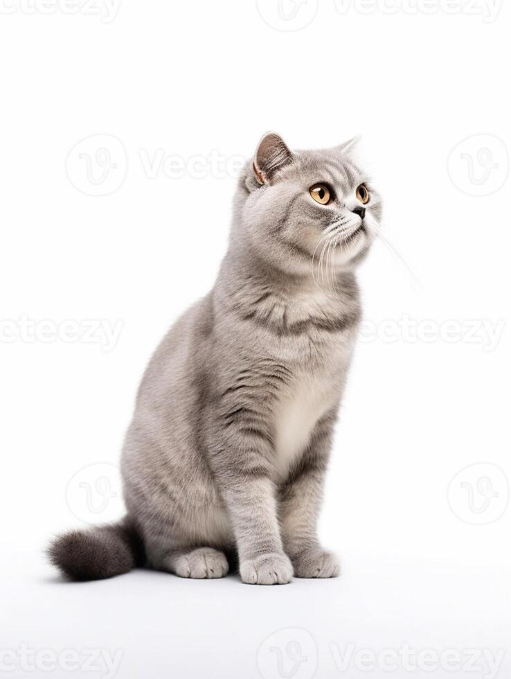 schottisch falten Katze isoliert auf ein Weiß Hintergrund, Studio Schuss. generativ ai foto