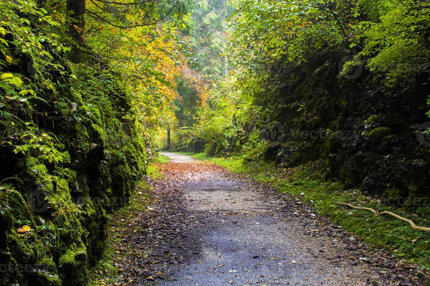 Straße durch Wald foto