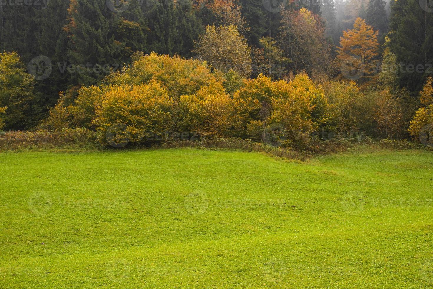 grünes Gras und gelbe Bäume foto