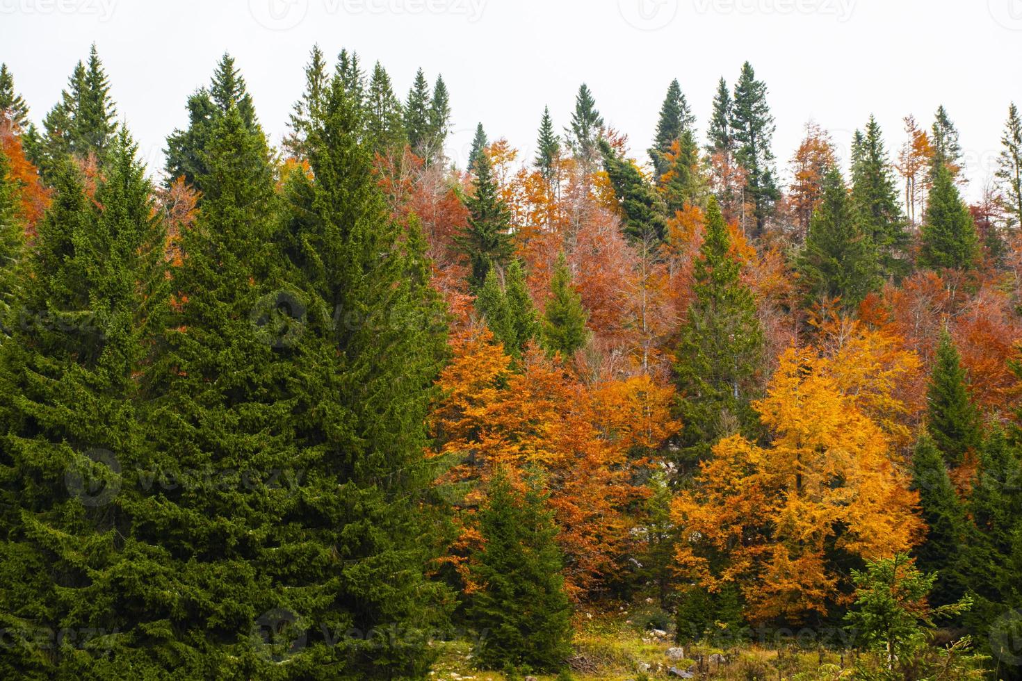 Herbst und grüne Bäume foto