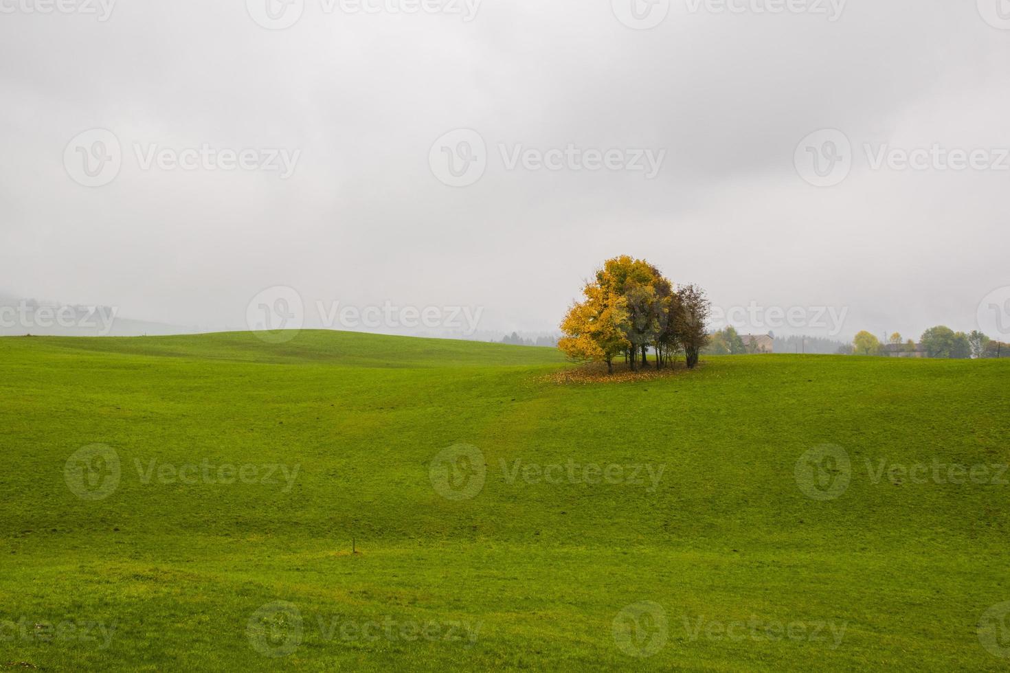 Bäume und grüne Wiese foto