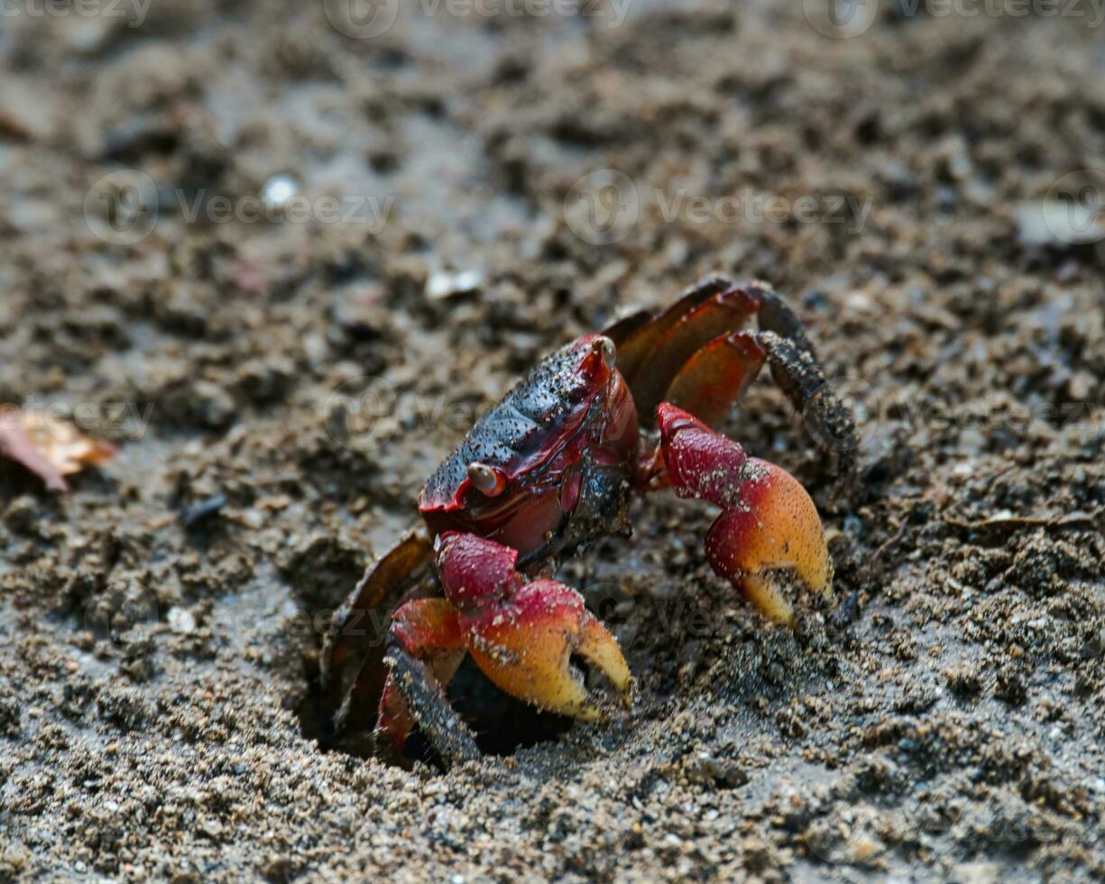 rot Klaue Krabbe in der Nähe von das Strand im das dunkel Boden graben es ist Loch, mahe Seychellen foto