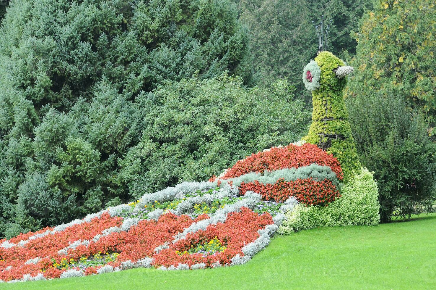 Blumen beim See Konstanz foto