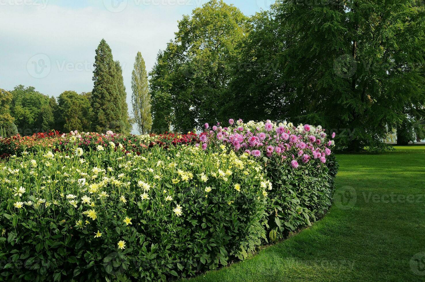 Blumen beim See Konstanz foto