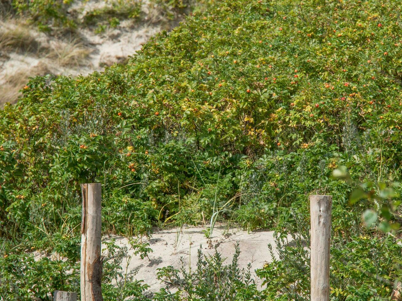 die Insel Spiekeroog foto